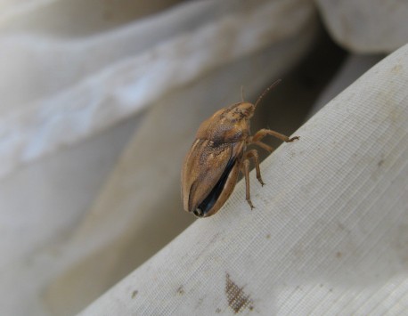 Heteroptera dei Colli Euganei